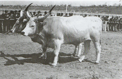 kolubarac.jpg